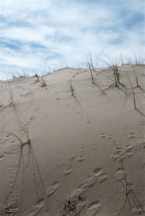 Desert Landscape Sand Dune Animal Tracks Stock Photo Image Of Early