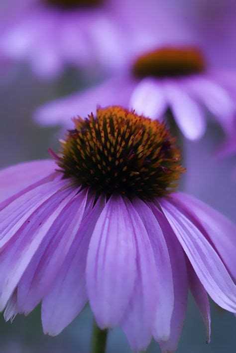 Flowers that attract butterflies and dragonflies. 64 best Plants to attract butterflies, fireflies, and ...