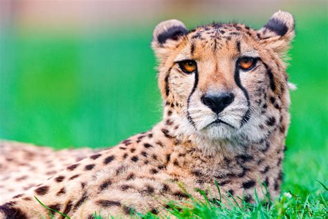 Beautiful Cheetah HD Wallpapers & Backgrounds - All HD Wallpapers