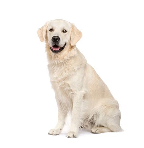 Golden Retriever Sitting Stock Photos Pictures And Royalty Free Images