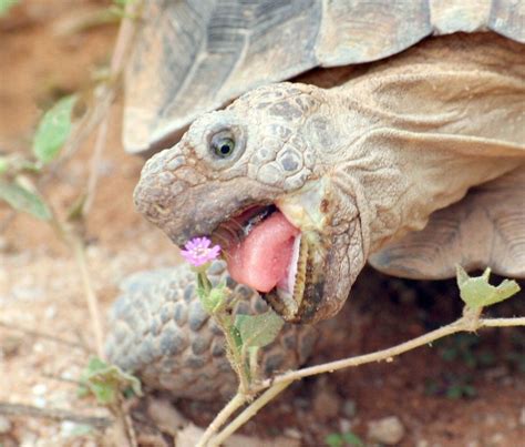 This Turtles Tongue Oddlysatisfying