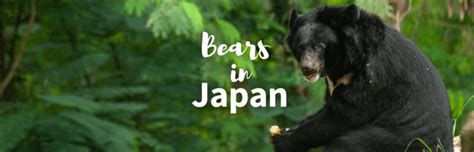 The Two Ferocious Bears In Japan With Pictures And Facts
