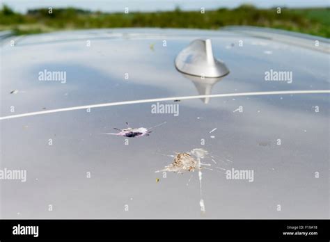 Bird Droppings On Car Stock Photo Alamy