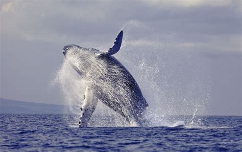 What You Need To Know About The Maui Whale Season The Old Wailuku Inn