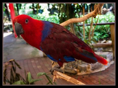 Eclectus Parrot Bird Tropical 18 Wallpapers Hd Desktop And Mobile