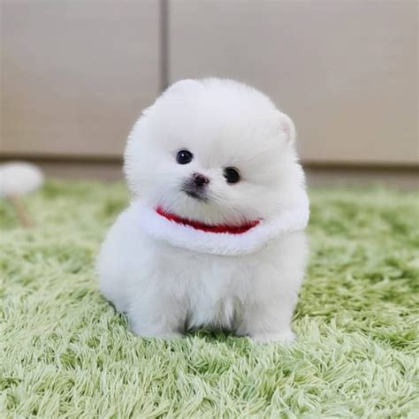 7 Hypoallergenic Small Dogs That Dont Shed Puppies Club