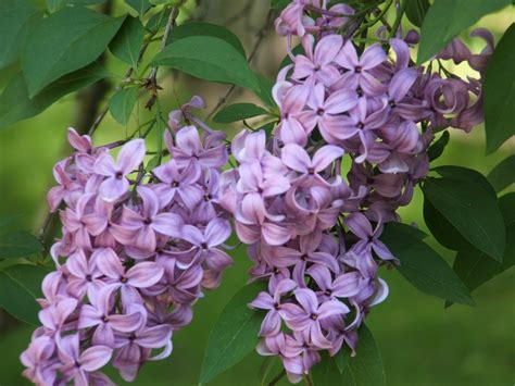 Gods Growing Garden Maintaining Lilac Bushes