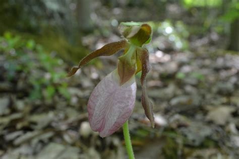 West Virginia Native Wildflowers The Big Year 2013 Light Colored Orchids