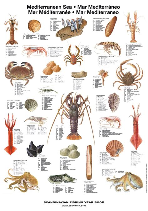Mediterranean Sea Shellfish Poster Nº3 Illustrates 28 Of The Most
