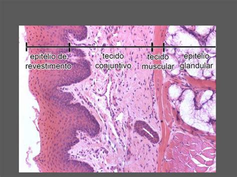 Histologia Tec Epitelial E Conjuntivo Vrogue Co