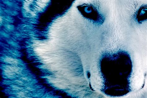 wolf, Dark blue Wallpapers HD / Desktop and Mobile Backgrounds