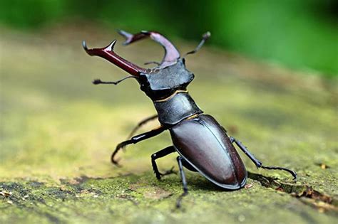 Stag Beetle The Most Expensive Rare Beetle In The World