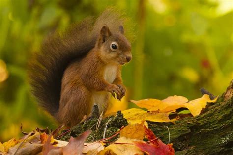 Red Squirrel With Autumn Colours By David Barnes On 500px Red