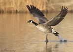 Canada Goose Running On Water (including differing perspectives ...