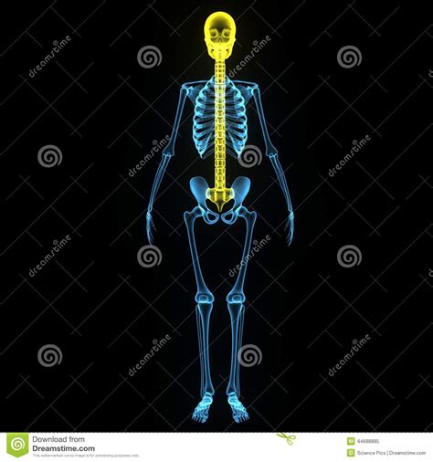 Skeleton With Skull And Backbone Stock Illustration - Illustration of ...