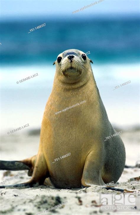 Australian Sea Lion Neophoca Cinerea Adult Standing On Beach