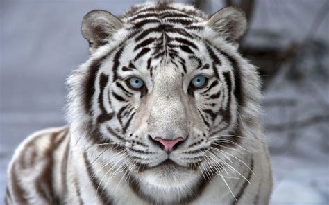 Cool White Tiger Wallpapers Ntbeamng