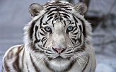 Beautiful White Tiger Wallpapers - Top Free Beautiful White Tiger ...