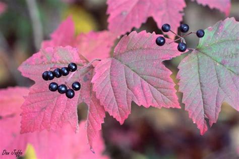 Maple leaf viburnum is small, rounded and deciduous, growing 3 to 6 feet tall and 2 to 4 feet wide. maple leaf viburnum Viburnum acerifolium from New England ...