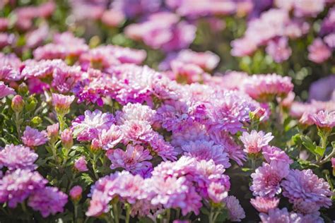 Pink Tender Flowers Of Chrysanthemum Koreanum Multiflora Beautiful