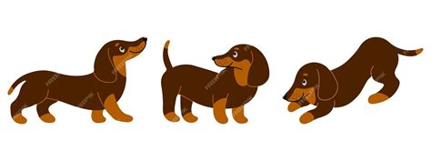 Premium Vector Set Of Cute Purebred Dachshunds In Different Poses