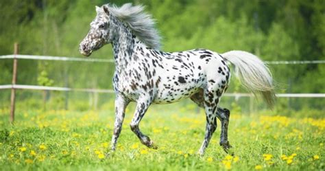 Seven Stunning Horse Breeds With The Most Distinctive Manes Horse Spirit