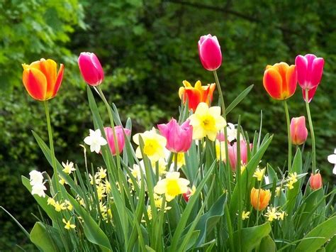 Daffodils And Tulips Flowers Pinterest