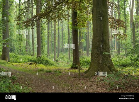 Deciduous Forest In Spring Time Stock Photo Alamy