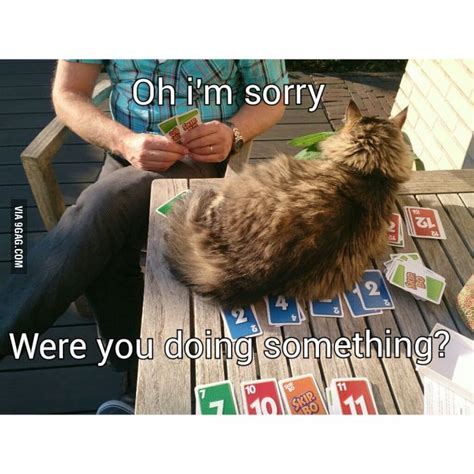 Oh Im Sorry Cat Funny Cats Funny Cute Cute Animals