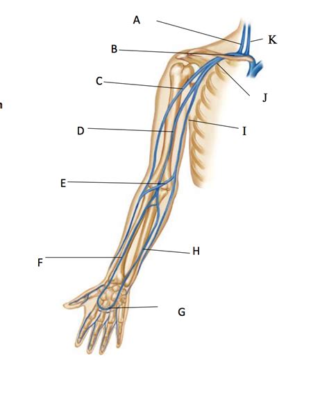 Veins Of The Upper Arm Diagram Quizlet