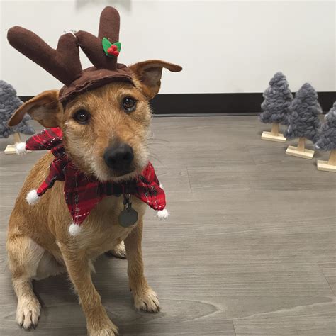 Happy Holidays From Our Ridiculously Cute Rover Dogs The Dog People