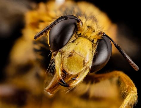 25 Of The Best Close Ups Of Insect Eyes You Will See Twistedsifter
