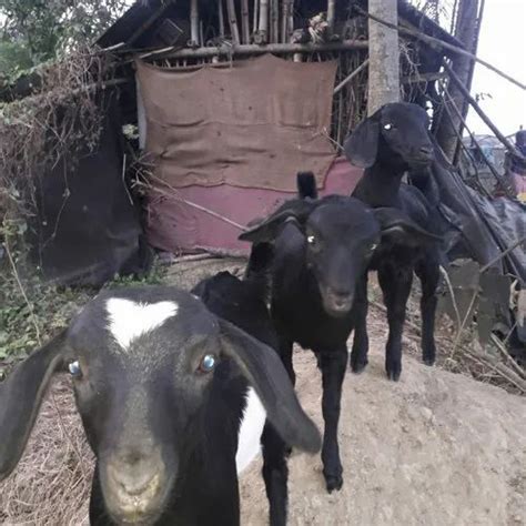 Male Female Khasi Black Bengal Goat Kurbani Meat At Rs 450kg In Kolkata