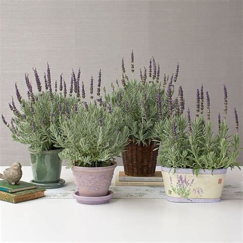 For Nearly 20 Years Our Customers Have Enjoyed This Tender Lavender