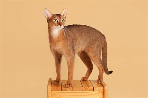 April Cat Breed Of The Month Abyssinians Rock The Cat Spa
