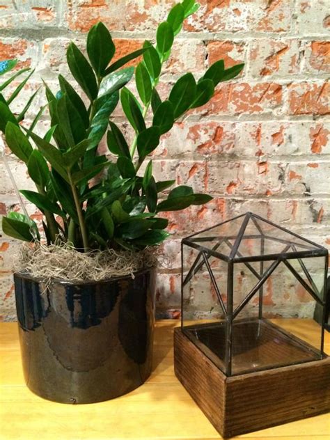 Many of these plants will actually do better in medium light but do tolerate low light. Indoor Plants Low Light | HGTV