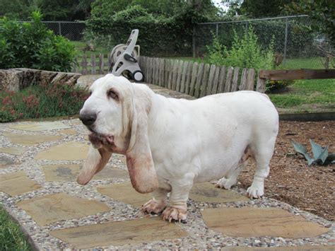 Bassethoundtown Blogvlog Basset Hound Town Resident Clancy Says Hi