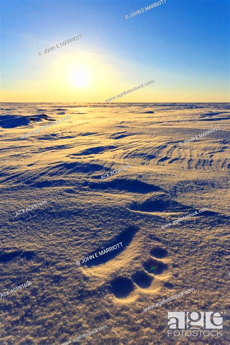 Polar Bear Tracks In Nunavut Canada Stock Photo Picture And Rights