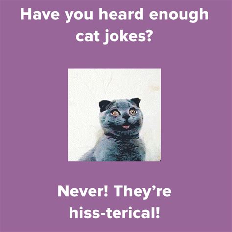 14 Hiss Terically Cheesy Cat Jokes Cat Jokes Cat Lover Quote Cat