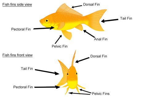 Images And Mnemonic Of Different Fins And Location On A Fish