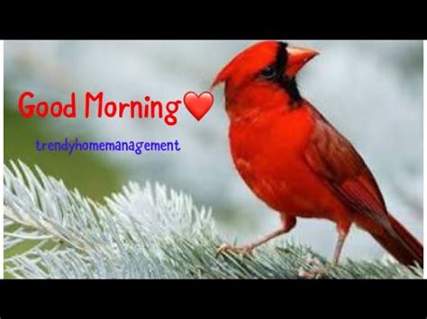 Good morning animated gif pics for sending to your friend, beloved one or to your family. Good Morning Wishes , Greetings , quotes , Images ...