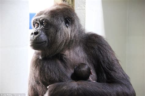 Sydneys Taronga Zoo Video Shows Gorilla Bond With Her New Arrival