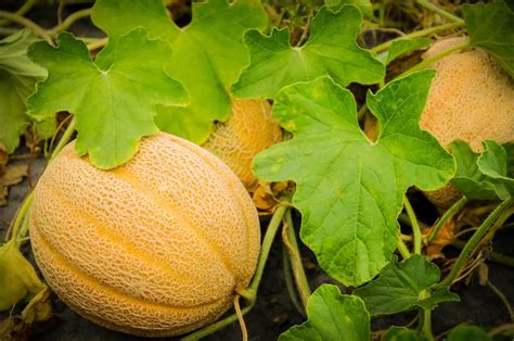 How To Grow Cantaloupe And Honeydew Melons
