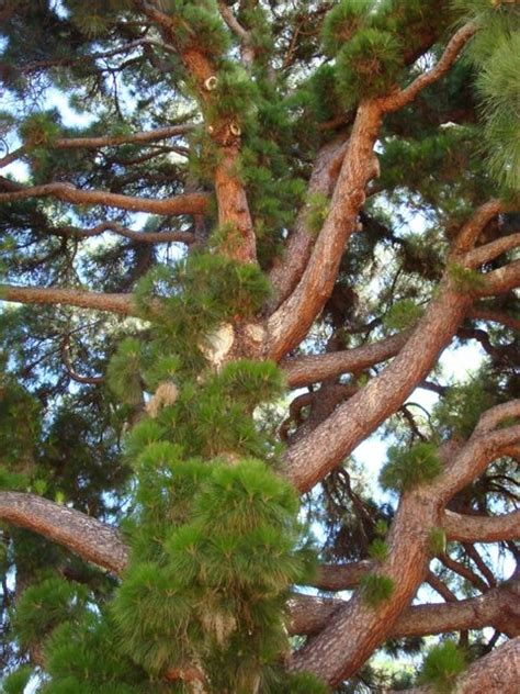 National Trust Canary Island Pine Pinus Canariensis