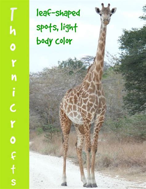 Giraffe Facts Animal Facts Encyclopedia