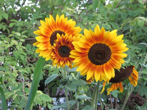 Autumn Beauty Sunflower Grow This Sunflower In Your Own Flickr