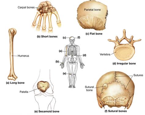 Aula Virtual Anatomia Basica 304 Clasificacion Osea Segun Su Forma