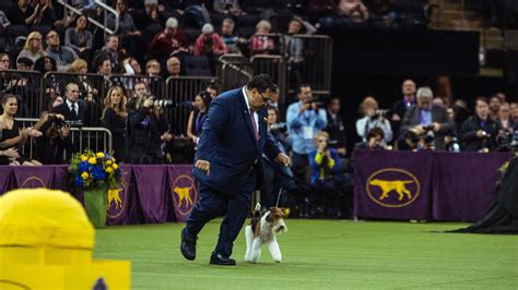Westminster Dog Show King Continues Reign Of Terriers The New York Times