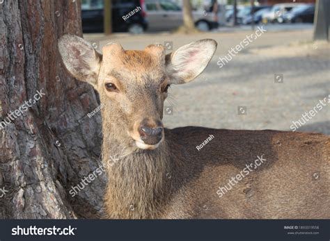 Bowing Deer Fron Nara Japan Stock Photo 1893319558 Shutterstock