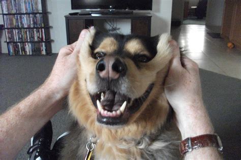 Big Smile Dogs Critter Funny Pictures